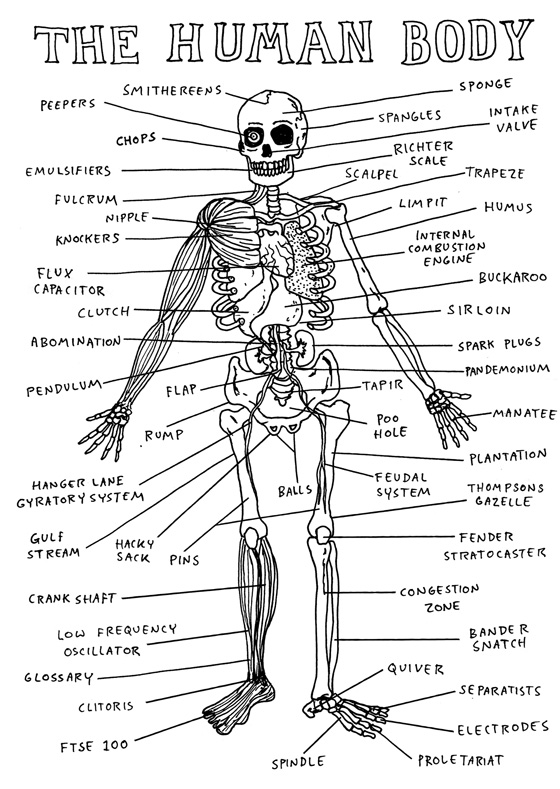 organs of human body. organs of human body