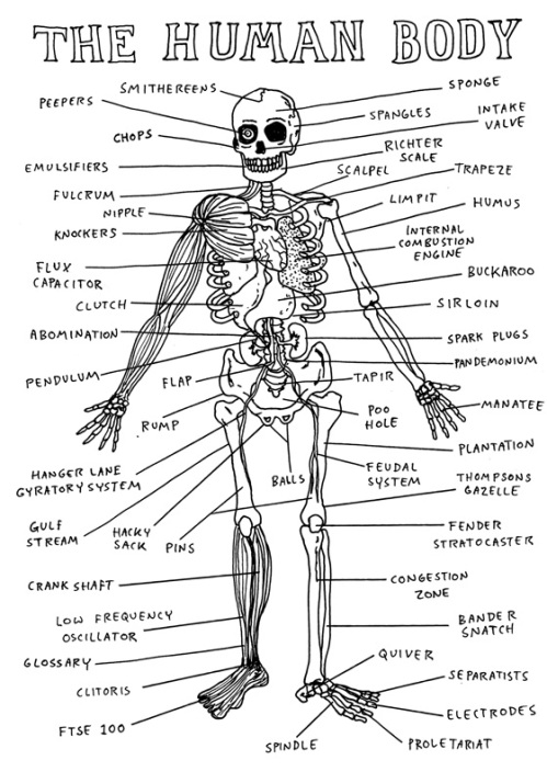 organs in human body. Pictures Human Body Vital